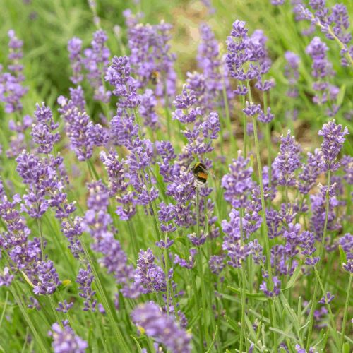 Lavendel - biologisch