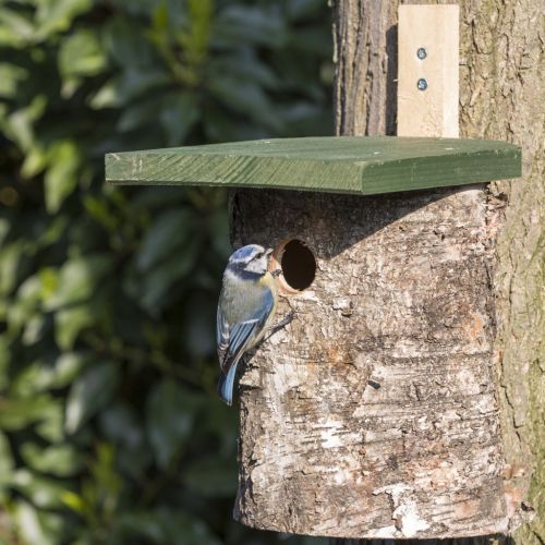 Berken nestkast 28mm