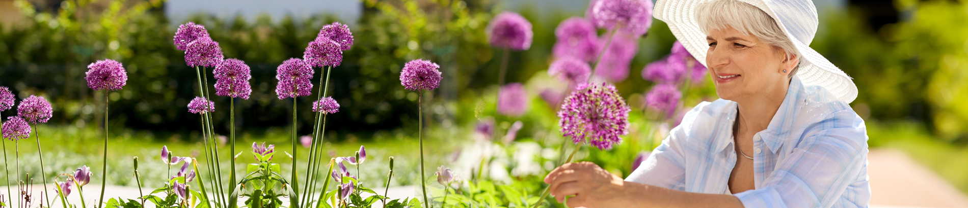 Biologische tuinplanten van Kwekerij Verhoeven